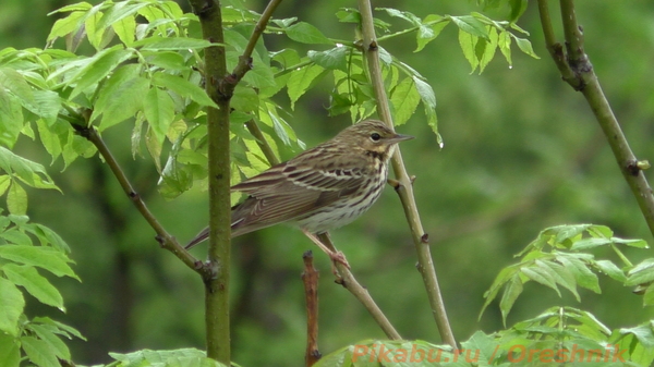 Rainy morning in the reserve. - My, Birds, Corn bunting, Songbirds, Passerines