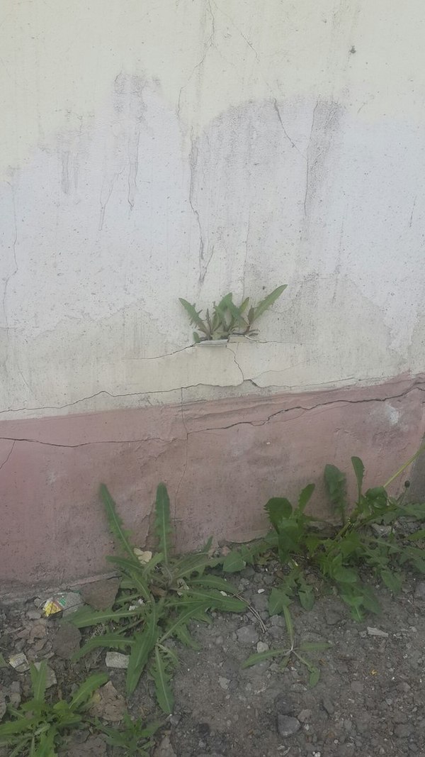 Striving for life - Wall, Dandelion, Saratov, Plants, A life, My