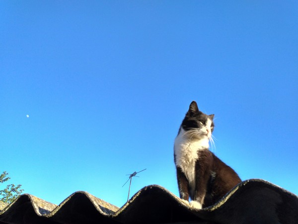 Kotomurai - My, cat, Sky, The nature of Russia, Animals