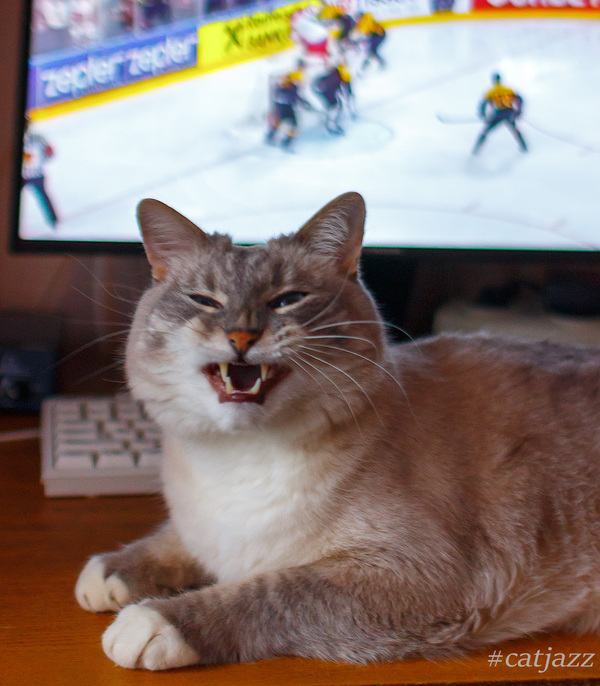 Jazz Cat - My, cat, Jazz Cat, Hockey, Sport, World championship, Pets, Milota