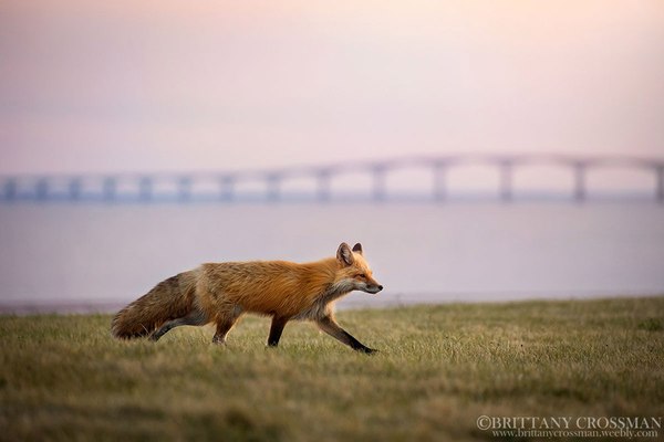 Утренний патруль. - Лиса, Животные, Фотография