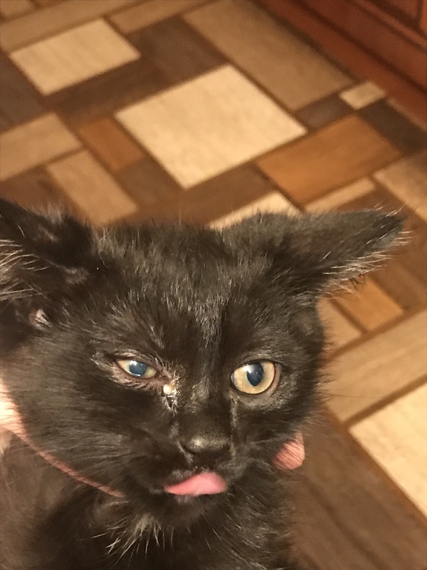 Породистый кошак