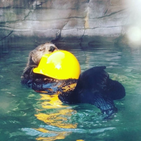 Otter worker - Otter, Otters, Milota, Animals, Sea otter