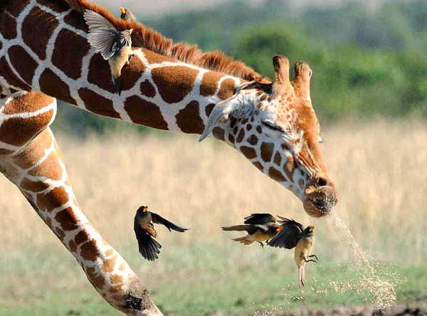 Сколько шейных позвонок в позвоночнике жирафа thumbnail
