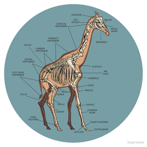 Число позвонков в шейных отделах позвоночника жирафа и мыши одинаково thumbnail
