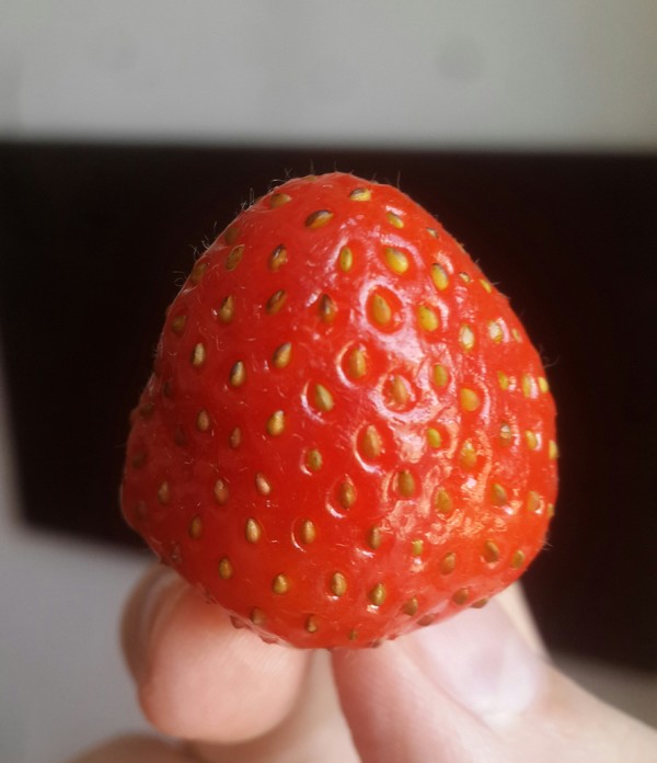 Have you tried strawberries this year? - Strawberry, My, May