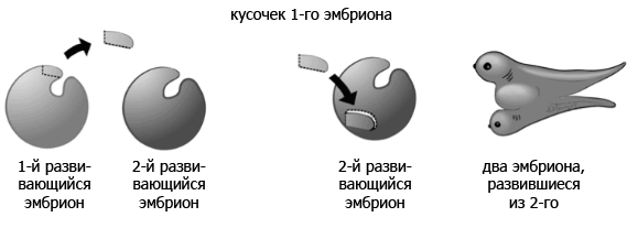 Evolutionary Legacy #3 - The science, Biology, Evolution, Evolution theory, Ontogenesis, A fish, , Longpost