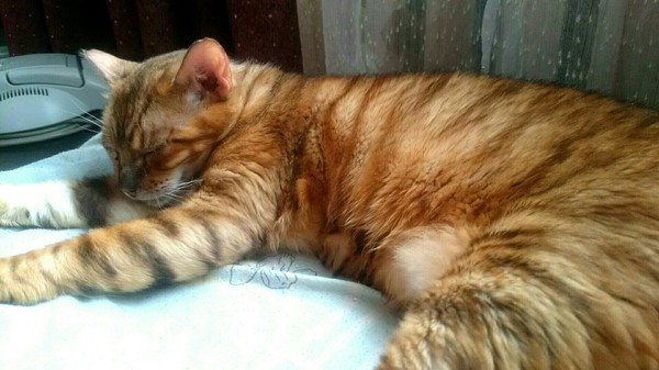 SPB! Toyger Savage is looking for a home - Help, cat, In good hands, Saint Petersburg, Longpost