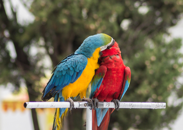 Parrot - My, Birds, The photo, A parrot, Canon, Longpost