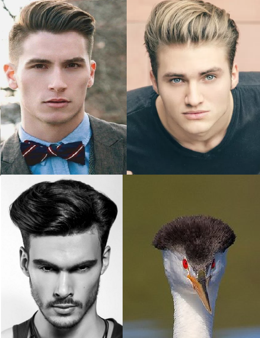 Stylish haircuts 2017 - My, Stylishly, Photo hitch, Humor