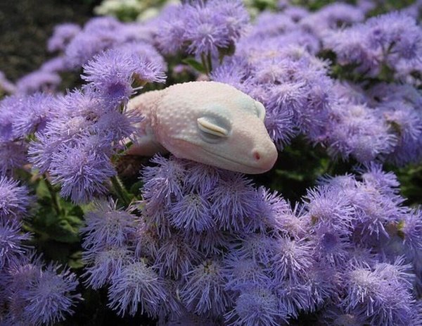 Milota is sleeping - In contact with, Flowers, , Albino, Nature