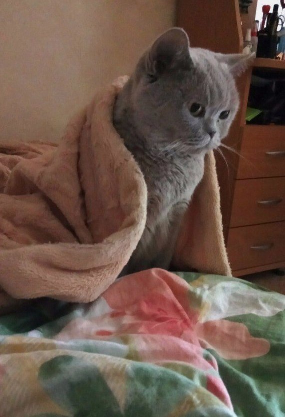 Briefly about the weather - My, cat, Cold, A blanket, Animals, Weather