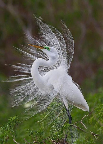 Damned wind! - Animals, Birds, Wind, 