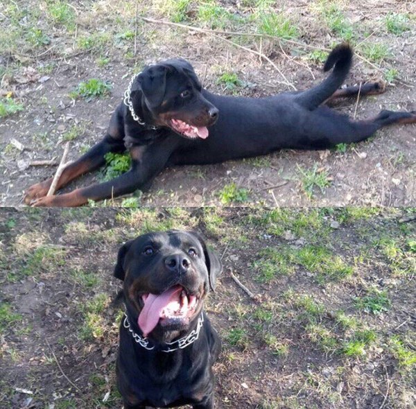 Lost Rottweiler. - The dog is missing, Rottweiler, City of Queens, Bolshevo, Search, Longpost