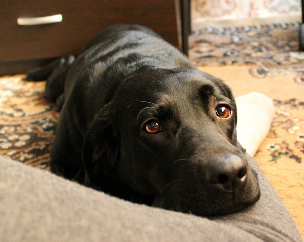 Amber eyes. - Dog, Labrador, My, Animals