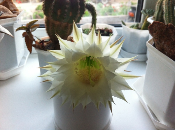 The cactus also bloomed at home - My, Cactus, bloomed, Flowers, My, Longpost