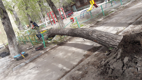 fallen tree - My, Tree, Wind, Children, Utility services, Novosibirsk