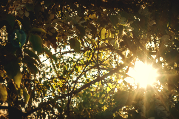 Golden hour 2. Cozy apple. - My, The sun, Nature, Apple tree, Dacha, Vladivostok, Golden hour, Glare