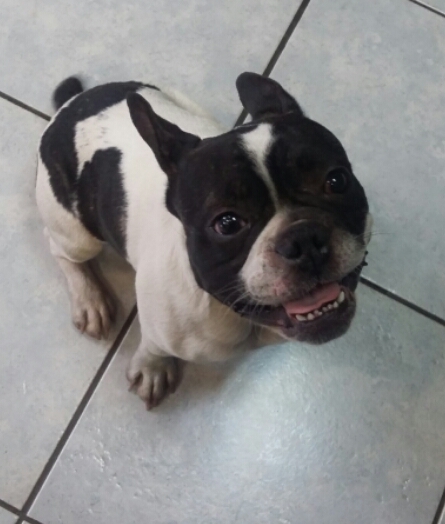 Irkutsk region, Bratsk. - My, Lost, French Bulldog, Bratsk, Irkutsk region, Help, Longpost, Dog