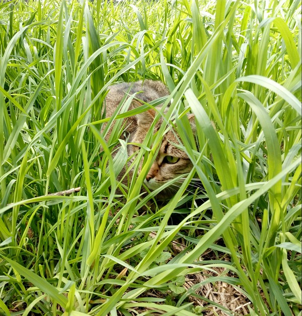 In ambush - Spring, My, cat, Ambush, Grass