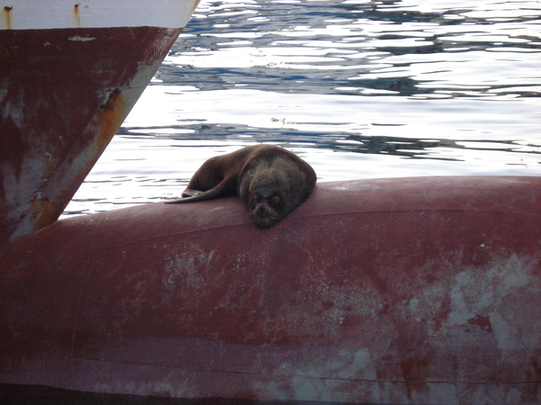 The cat wilts on the bulb - Fur seal, My, Steamer