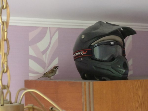 Not an invited guest - Longpost, Good morning, Sparrow, My