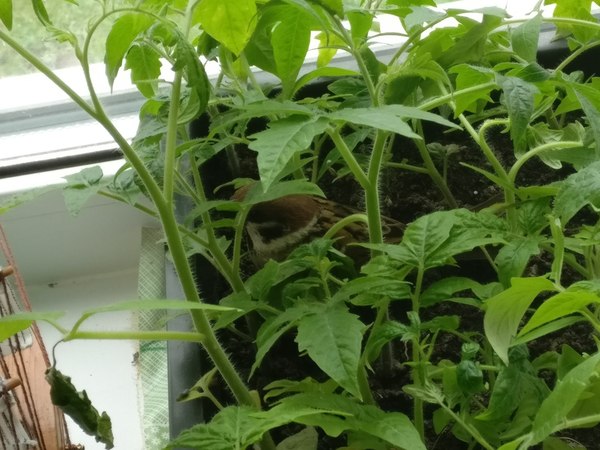 Not an invited guest - Longpost, Good morning, Sparrow, My