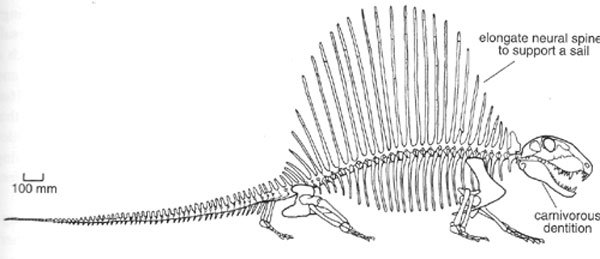 Отделы позвоночника у позвоночных Эволюция. Скелет динозавров позвонки. Шейный отдел позвоночника жирафа. Отделы позвоночника хамелеона. В процессе эволюции позвоночник появился у