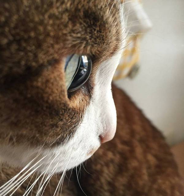 cat-eye on wednesday - Milota, cat