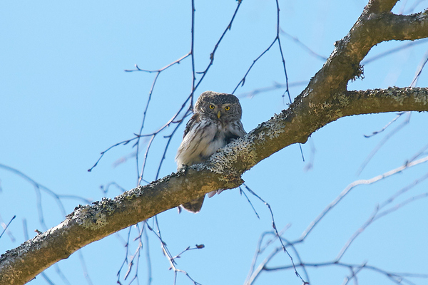 Sparrow owl 2 - My, Photo hunting, Nature, Birds, wildlife, Owl, Longpost, Latvia