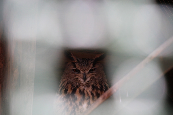 Sight - My, The photo, Owl