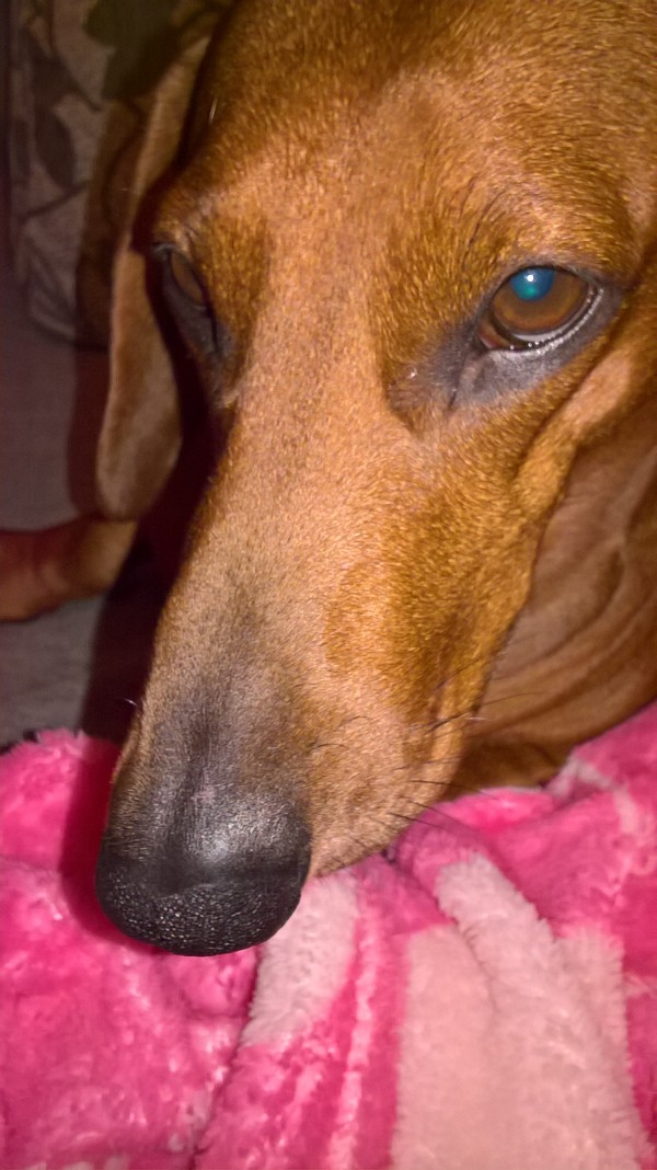 Stories about my dachshund Bonechka - My, Dog, Bonya, Dachshund, Friend of human, Longpost