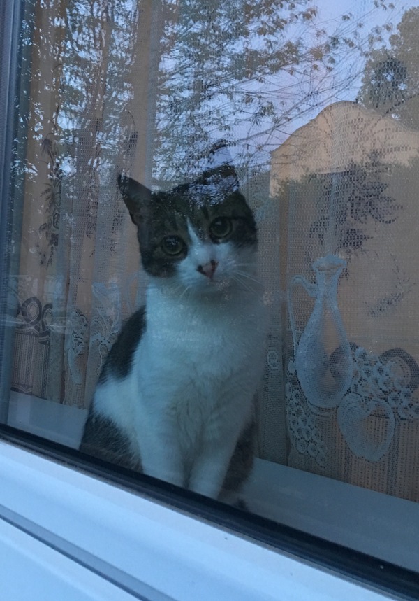 ������ �������� ������� ���������.