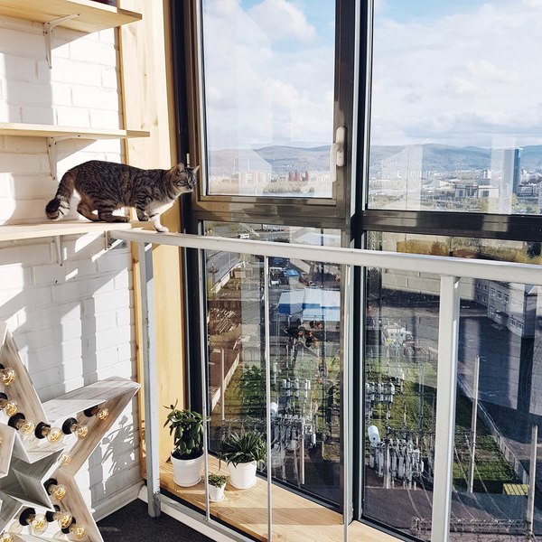 First time on the balcony. - My, cat, Balcony, beauty