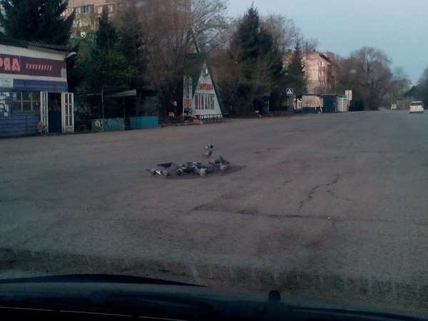 Cause of bad roads... - Not mine, Biysk, Bad roads, Asphalt, Pigeon