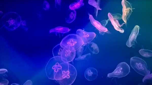 Jellyfish - My, The photo, Jellyfish, Photo on sneaker