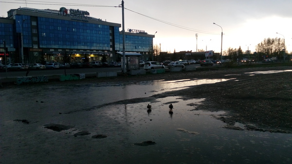 Утки в городе - Моё, Утка, Вечер