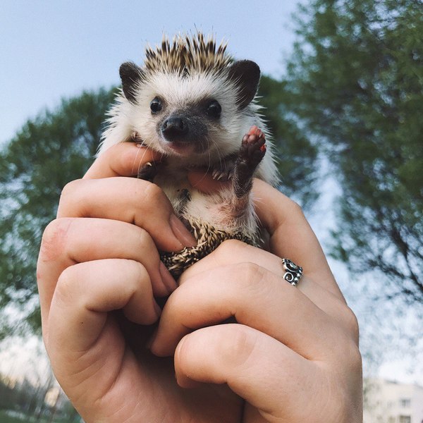 My little hand friend - My, Hedgehog, , Pets, Spring, Nature, Longpost