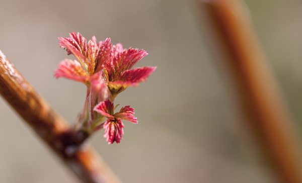 New colors of spring - My, Kidney, Leaf, Macro, Canon 5DM2, Raspberries, Leaves, Macro photography