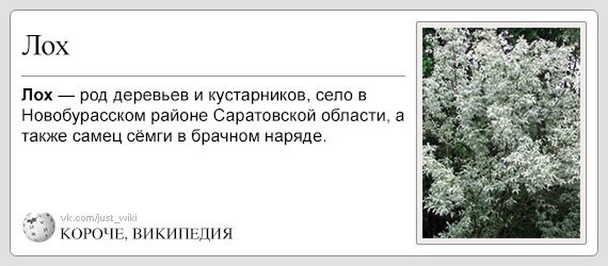 Где растут лохи. Лох. Значение слова лох. Лох это значение слова что значит. Пояснение слова лох.