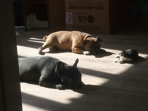 The sun unites (: - My, Dog, The sun, French Bulldog, Relaxation, cat