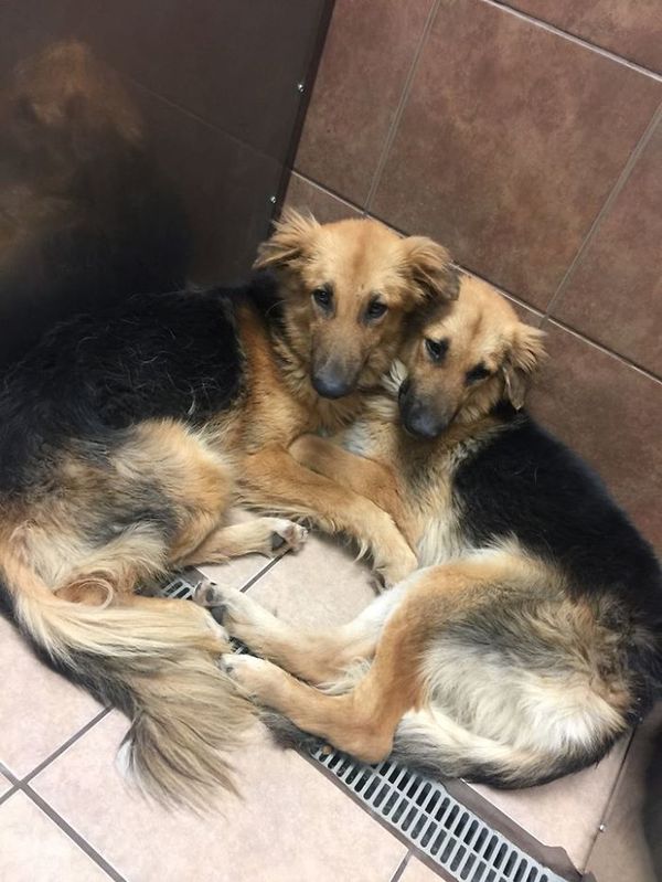 Two dogs from a shelter found one loving home - Dog, Animal shelter, In contact with, House, Longpost