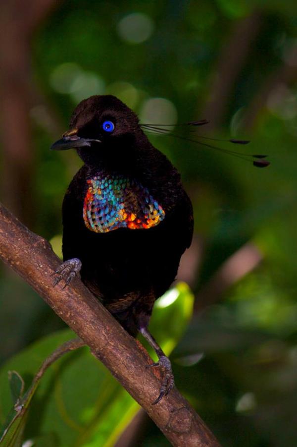 Wonderful birds - Parotia - Birds, Papua New Guinea, Exotic animals, Dancing, Ballet, Longpost, Video