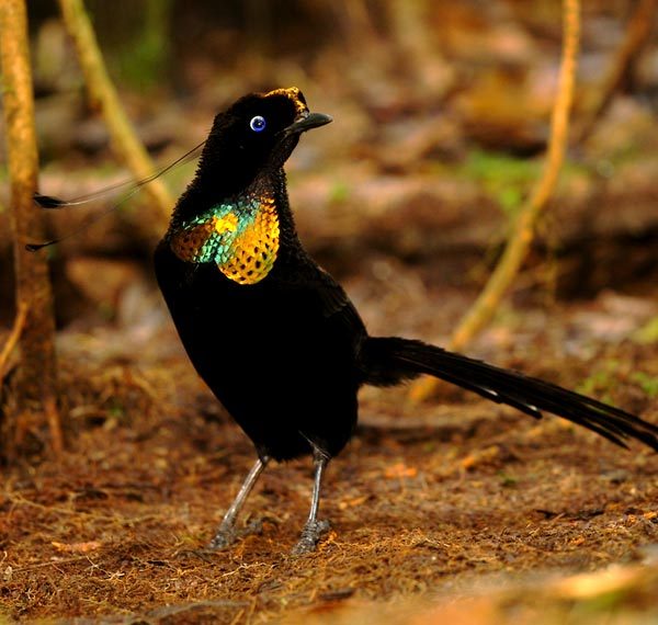 Wonderful birds - Parotia - Birds, Papua New Guinea, Exotic animals, Dancing, Ballet, Longpost, Video