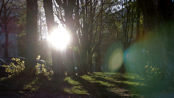 Through the trees - My, The sun, The photo, Glare, Canon