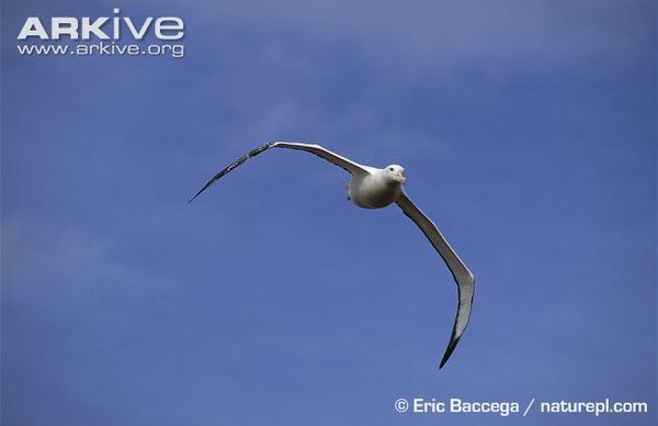 How many lives does an Albatross have? - Albatross, Birds, Animals, Wild animals, Text, Longpost, Nature, beauty of nature