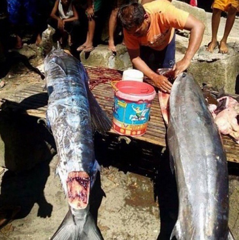 Tattooed fish caught in the Philippines - news, A fish, Unusual, Tattoo, Fishermen, , Fishing, Longpost