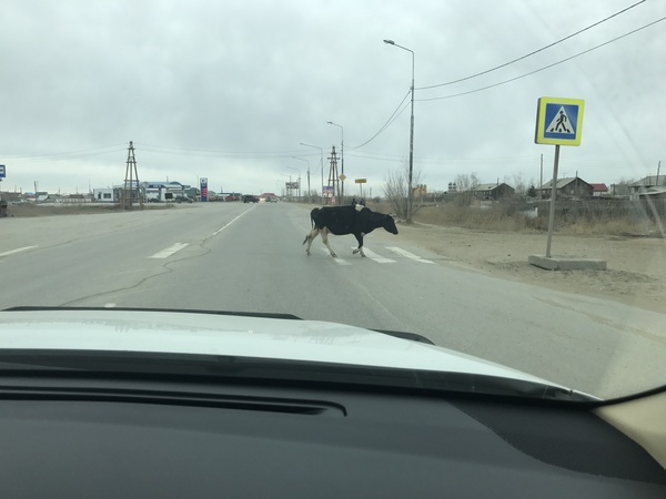 Rule of the road - My, Cow, Traffic rules, Yakutsk
