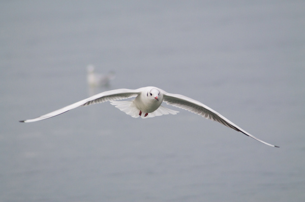 Seagulls - My, The photo, Birds, Seagulls, Canon, Sea, Longpost