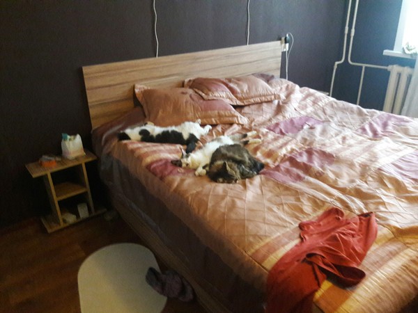 Cats in bed! - My, cat, , , Catomafia, Bonehead